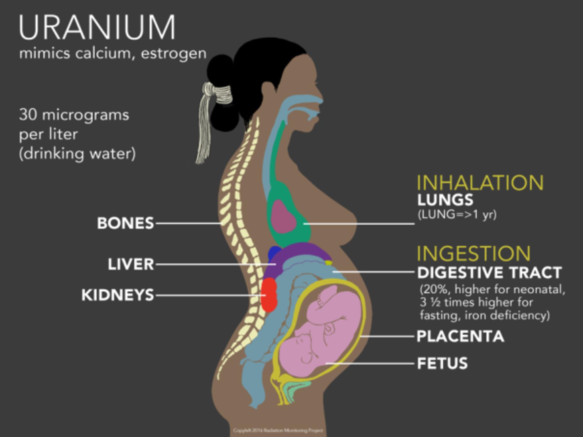Consecuencias del uranio en el cuerpo de una mujer embarazado. Imagen cortesía de Radiation Monitoring Project.